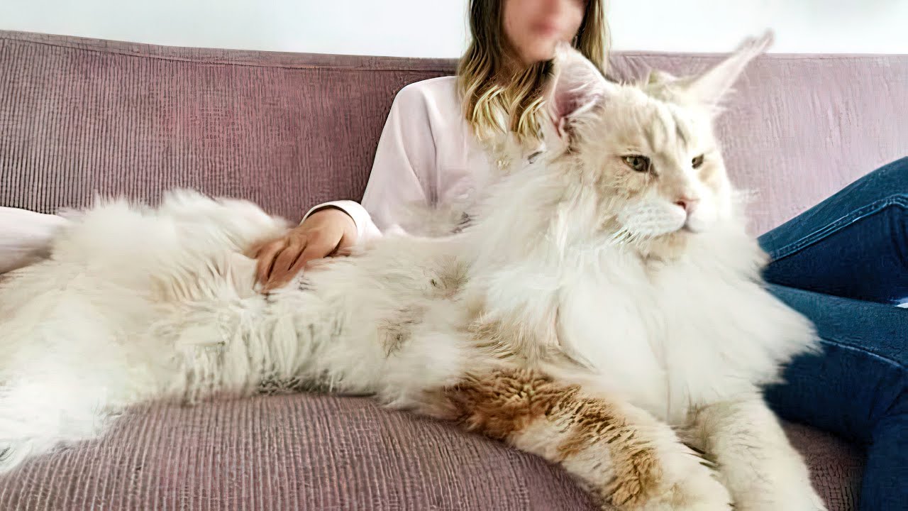 The five most giant cat breeds in the world ➤ Buzzday.info
