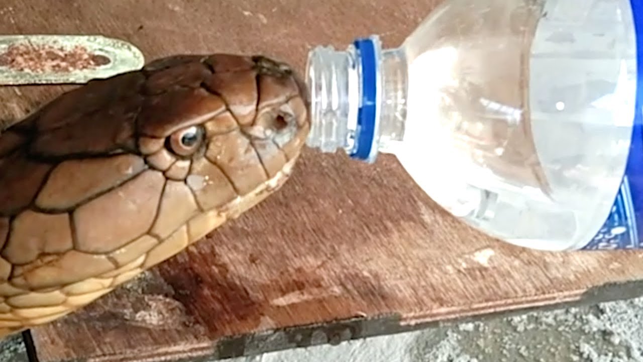 Dangerous king cobra politely drinks water from a bottle