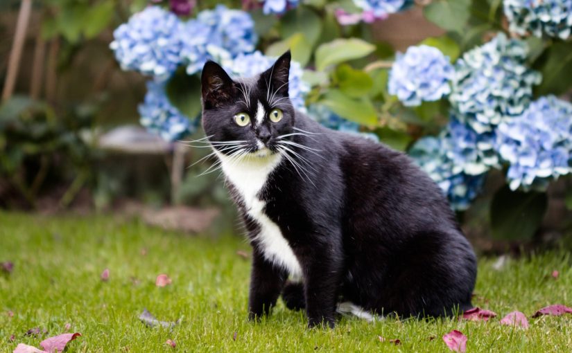 How to stop cats shitting in the garden: five simple tips ➤ Buzzday.info