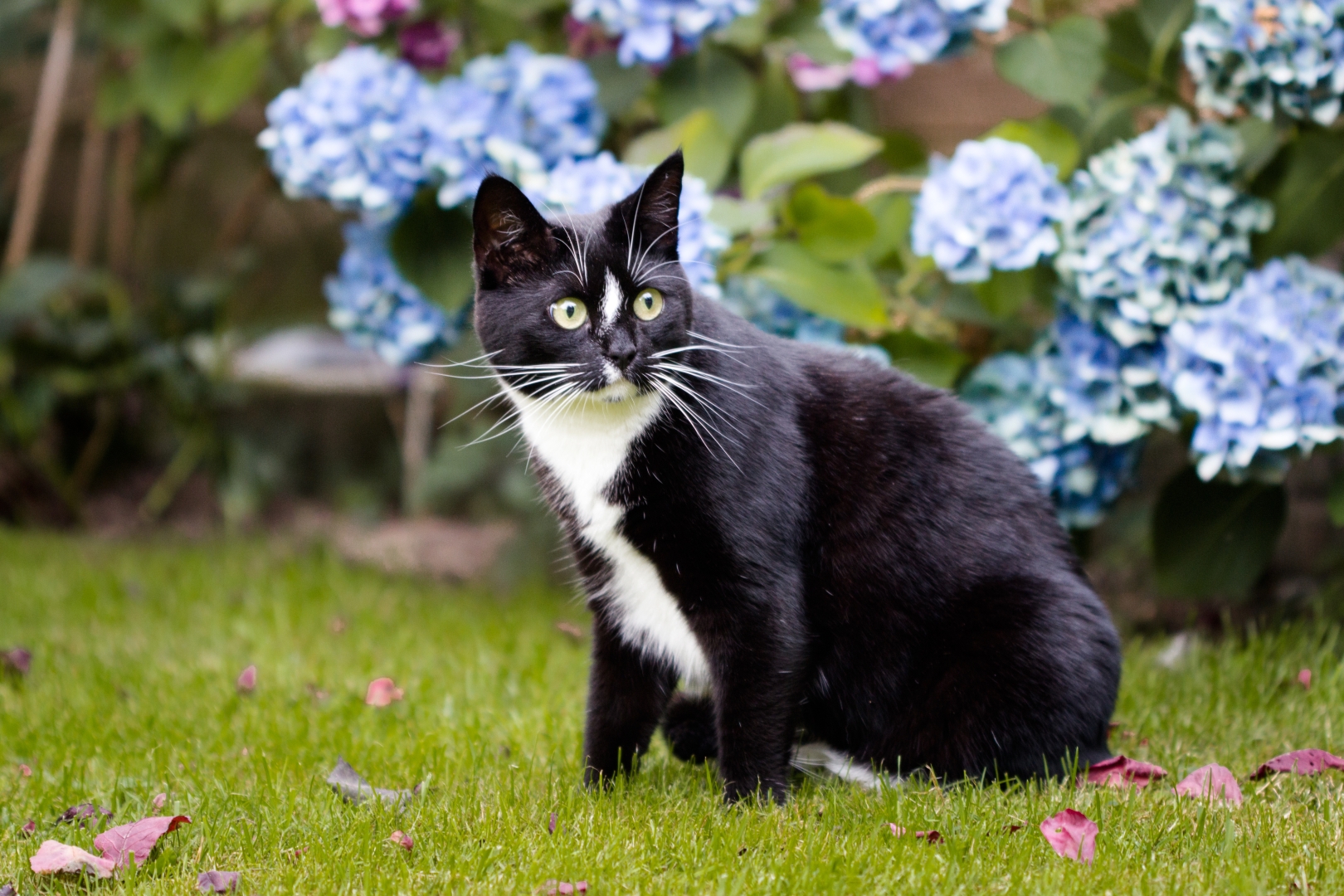 How to stop cats shitting in the garden: five simple tips ➤ Buzzday.info