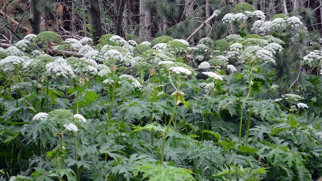 Un homme a été transporté à l’hôpital avec de graves brûlures après avoir touché la “plante la plus dangereuse de nos jardins