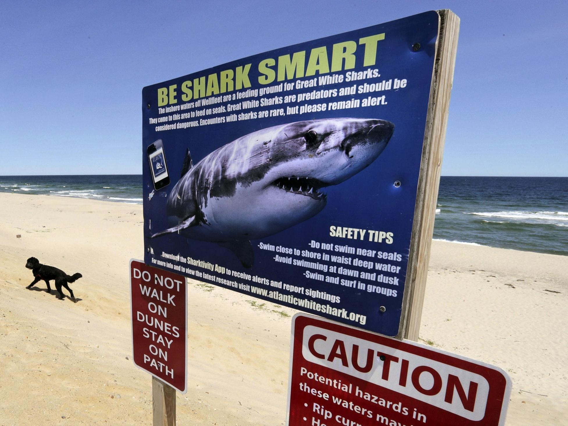 Shark attack threat off the coast of Florida this 4th of July weekend