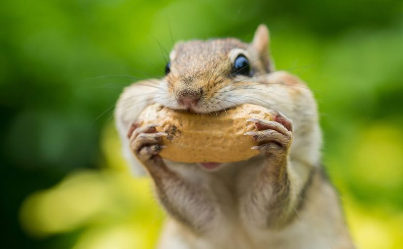 A chipmunk enjoying a snack at his tiny picnic table is just adorable ➤ Buzzday.info