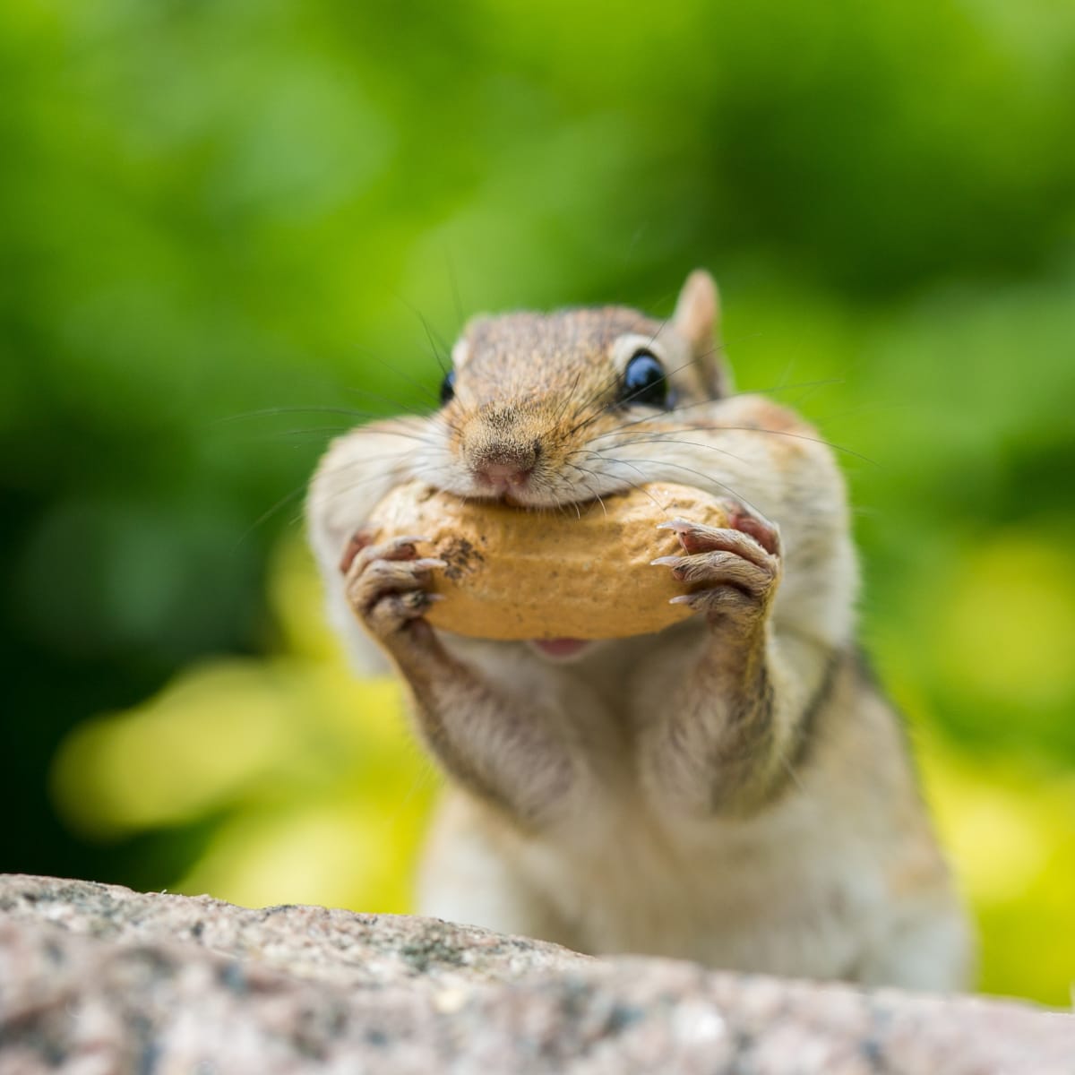 A chipmunk enjoying a snack at his tiny picnic table is just adorable ➤ Buzzday.info