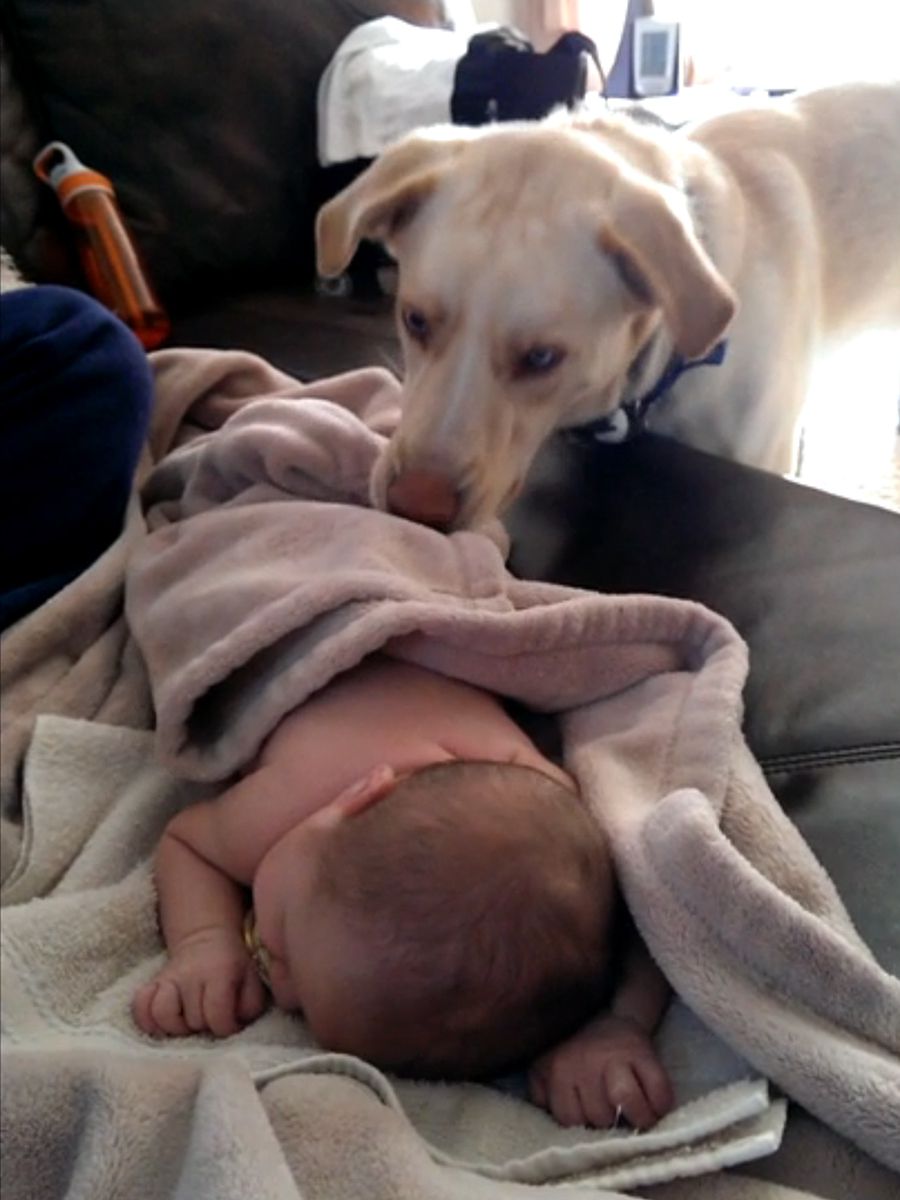 VIDEO: This Dog Nanny Might Start Replacing Babysitters