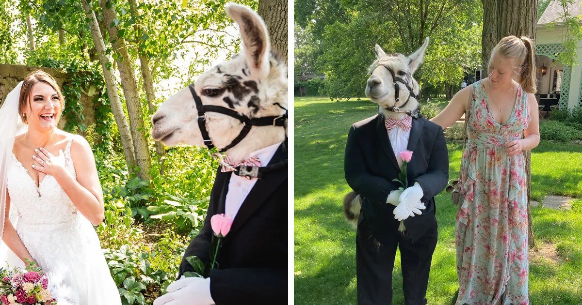 EXCLUSIVE: Llama dressed as Groomsman Delights Guests at a New York wedding ➤ Buzzday.info