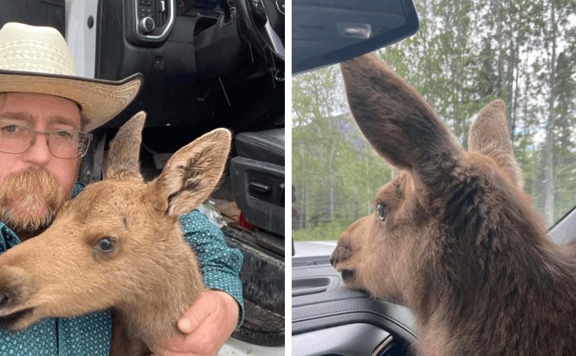 Exclusive: A man is fired for saving a tiny baby moose cub from being eaten by a bear ➤ Buzzday.info