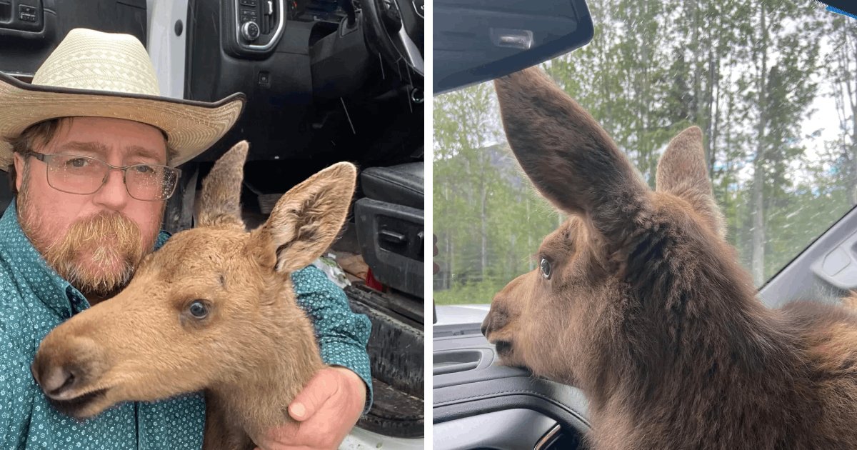 Exclusive: A man is fired for saving a tiny baby moose cub from being eaten by a bear ➤ Buzzday.info