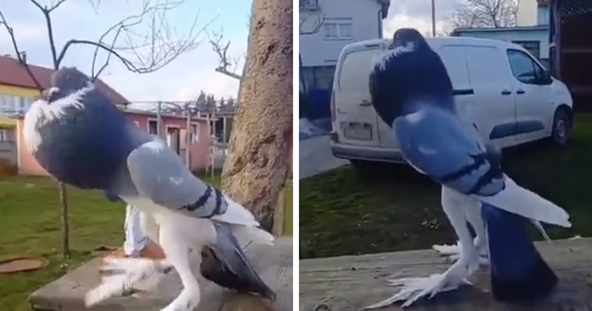 Exclusive: TikTok users were shocked by a clip showing a “Mutant Pigeon” with long legs and pumped-up breast ➤ Buzzday.info