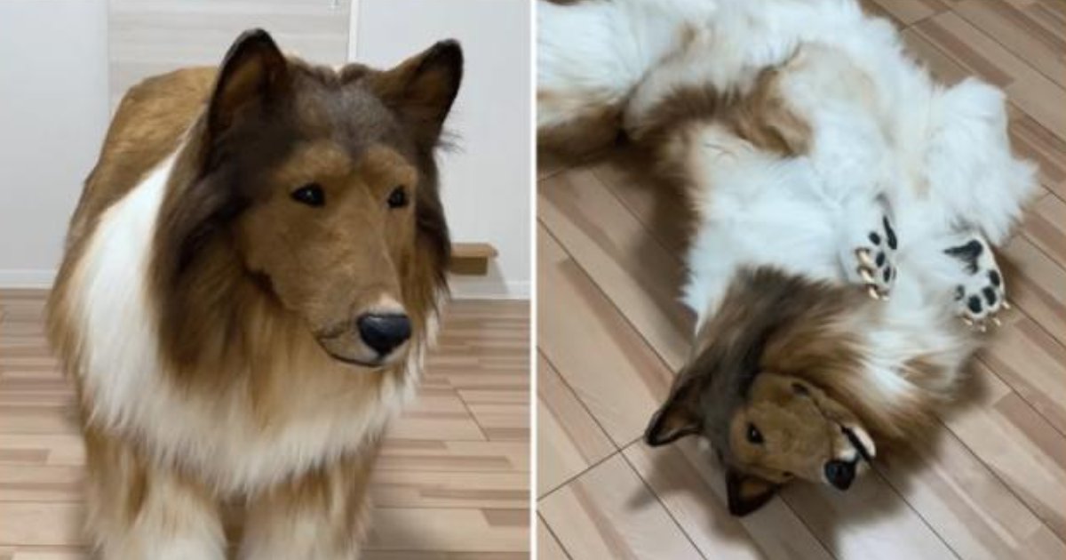 A man spent sixteen thousand dollars to become a dog and claims he loves his new transformation into an animal ➤ Buzzday.info