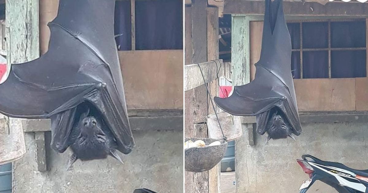 An authentic photo of a human-sized bat! ➤ Buzzday.info