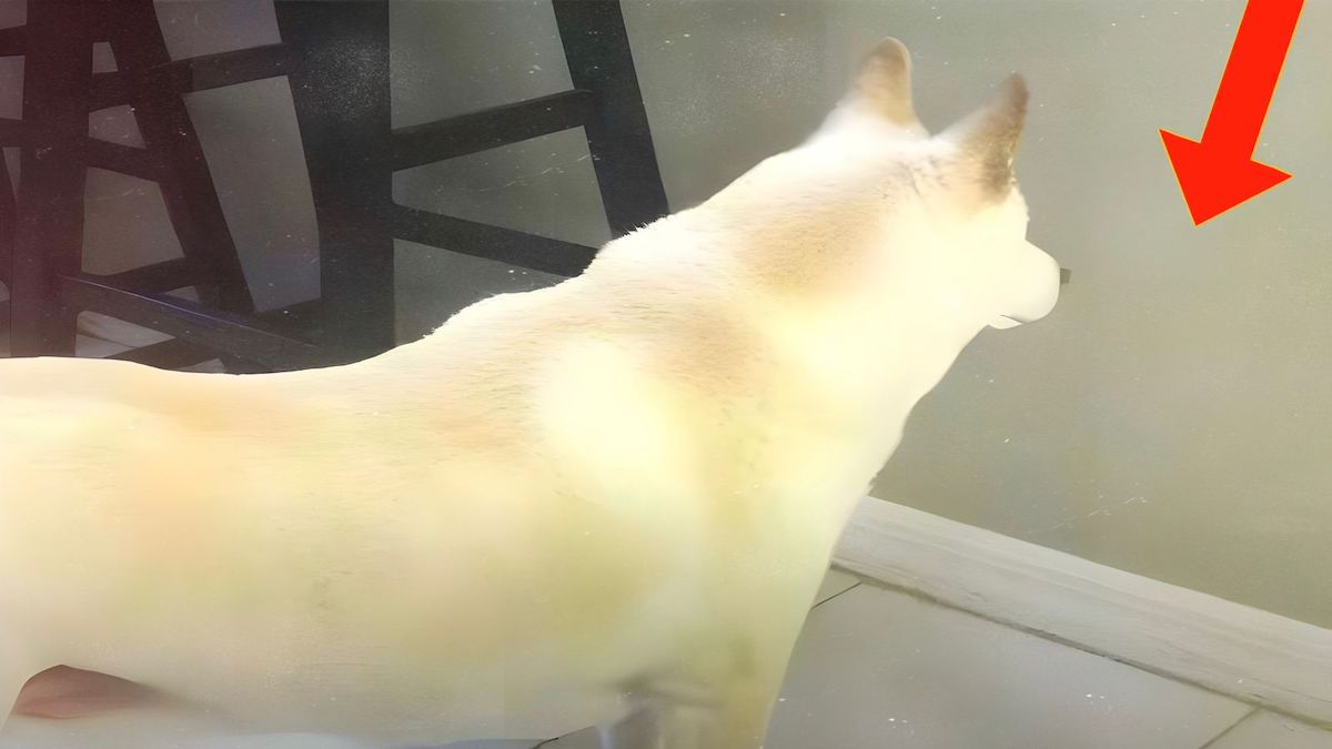 Son chien regardant le mur depuis des jours, il a installé une caméra et a découvert l’impensable…  ➤ Buzzday.info