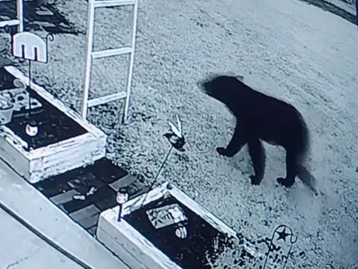 The shocking moment a woman came face-to-face with a giant bear – and she thought it was a cat