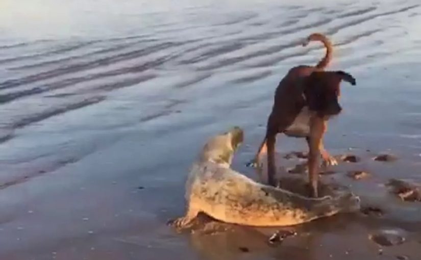 A video of a dog and a seal playing ball on the beach is the best thing you’ll see today ➤ Buzzday.info