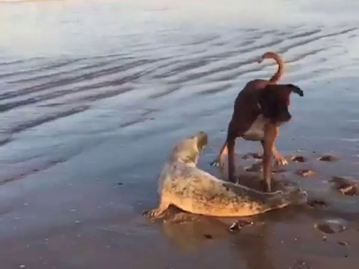 A video of a dog and a seal playing ball on the beach is the best thing you’ll see today ➤ Buzzday.info