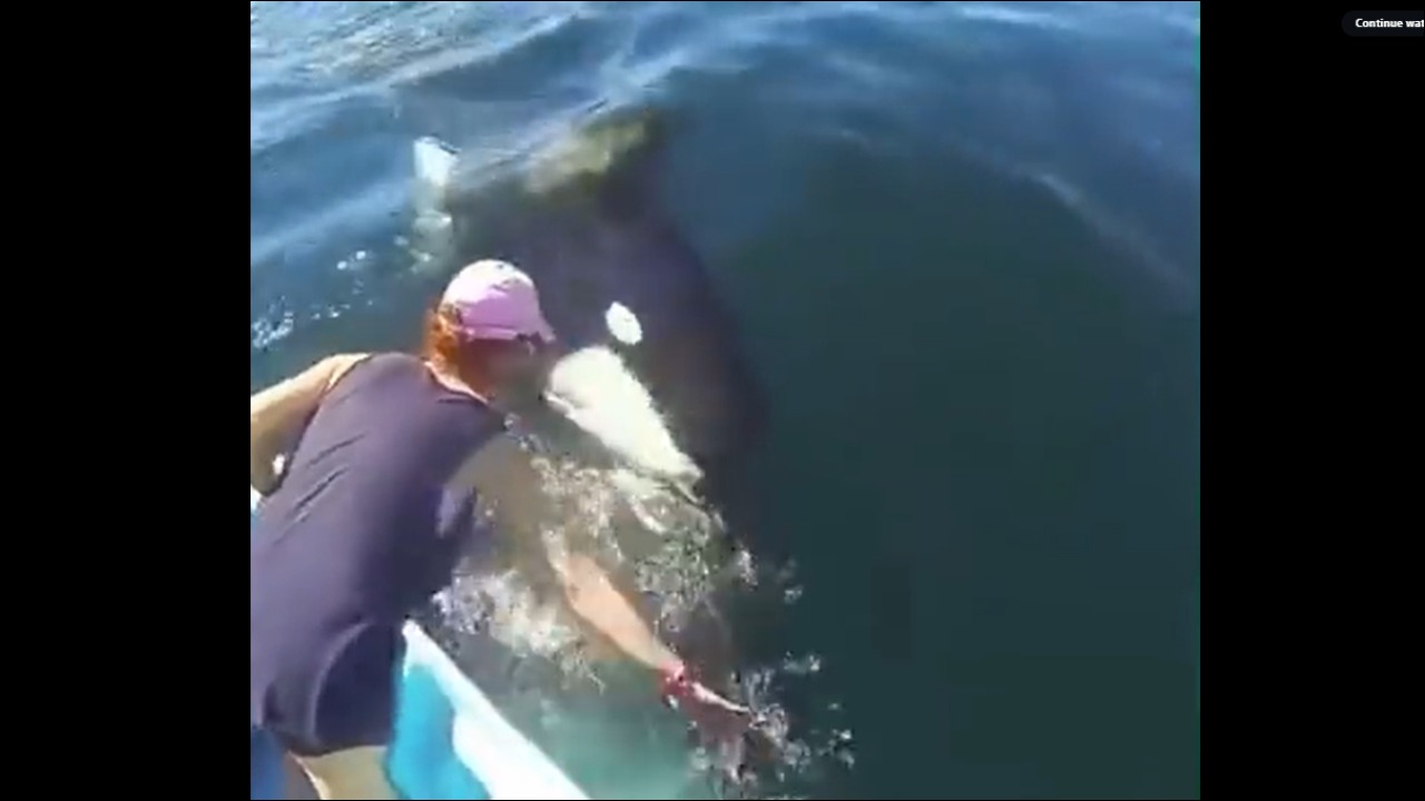 Unusual video: Killer whale seeks help from humans to rescue trapped mother