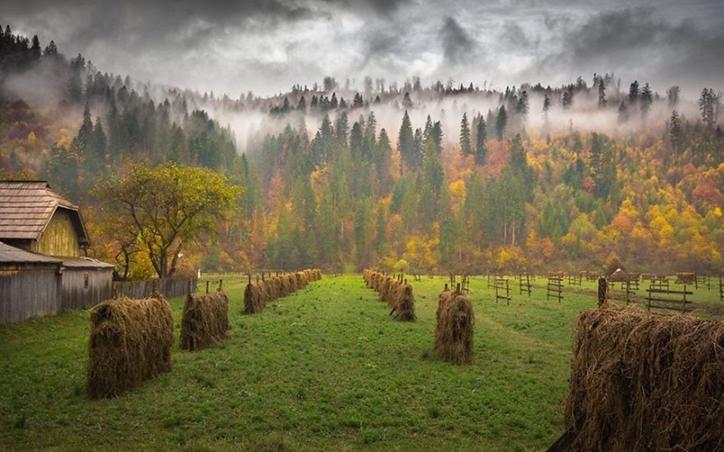 Arborele românesc se numără printre arborii periculoși. Nu stați niciodată sub el pe timp de caniculă sau când plouă