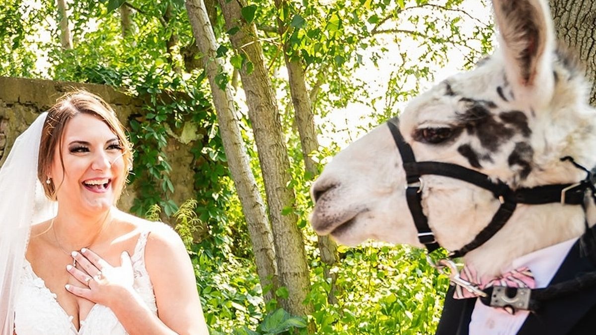 Exclusive: Llama dressed up as Groomsman Delights Guests at a New York wedding