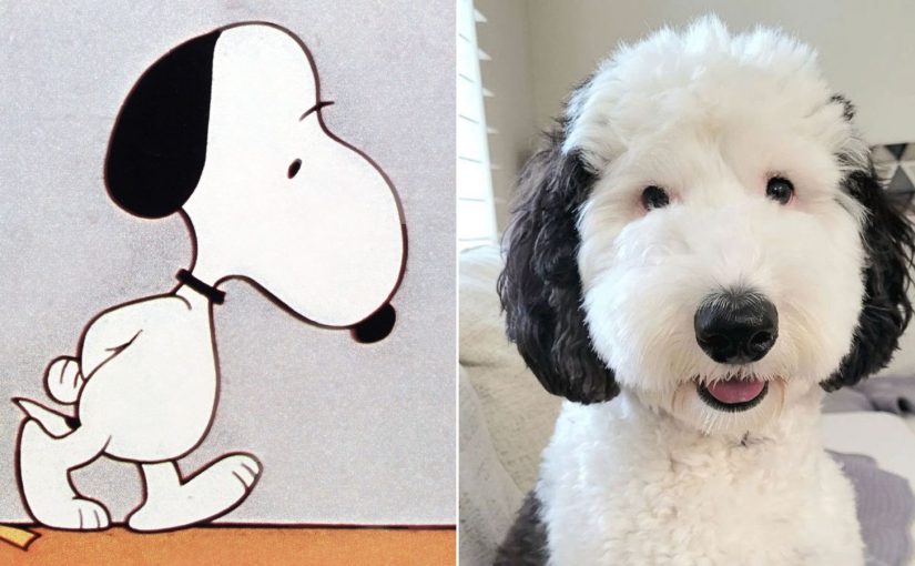 EXCLUSIVE: Snoopy in real life!  ➤ Buzzday.info