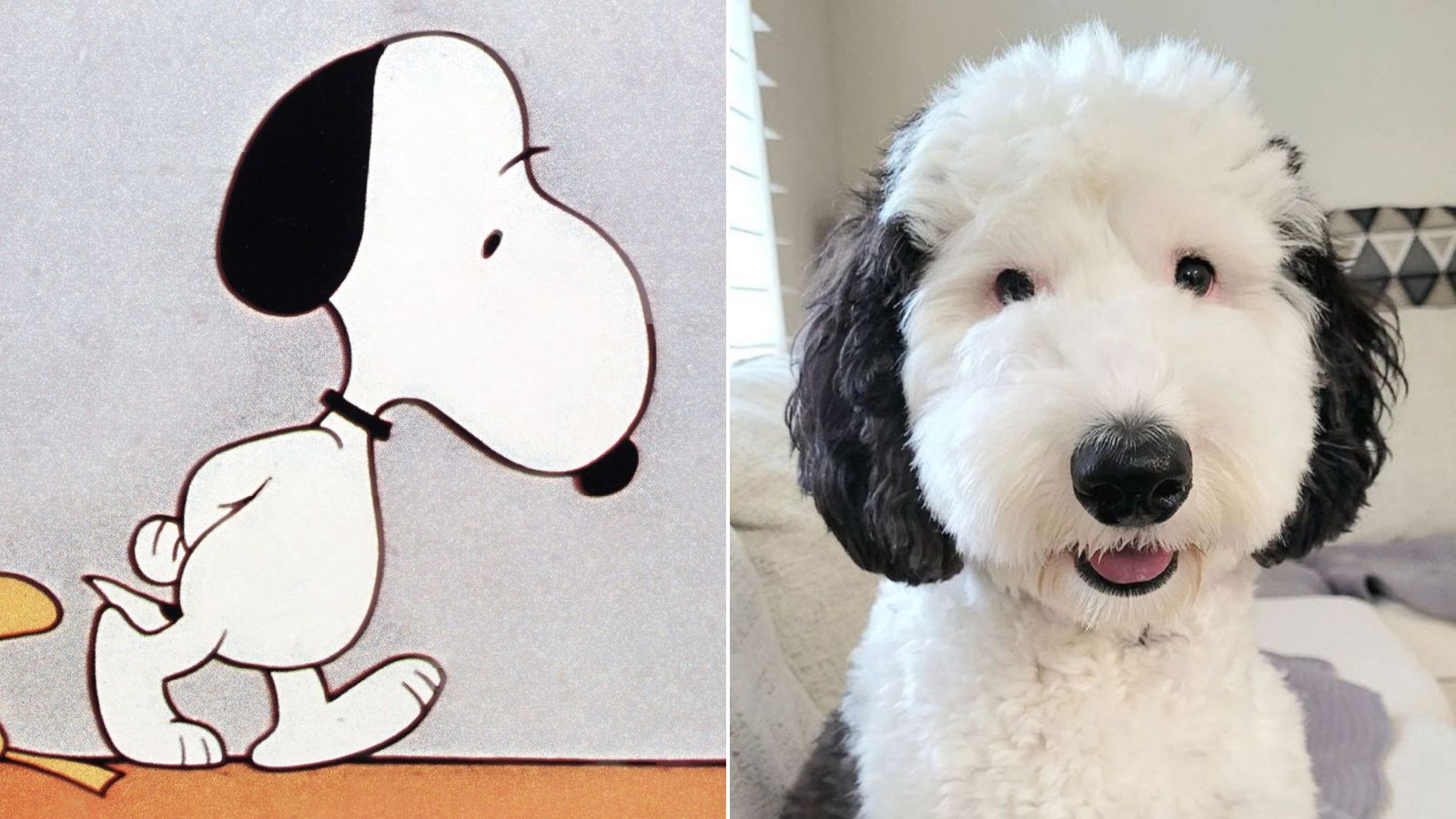 EXCLUSIVE: Snoopy in real life!  ➤ Buzzday.info