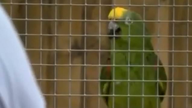 A parrot performed an amazing Beyonce song and got a huge fan audience