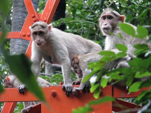 Viral Video: Scenes at the Massachusetts Institute of Technology – as a monkey took a trip