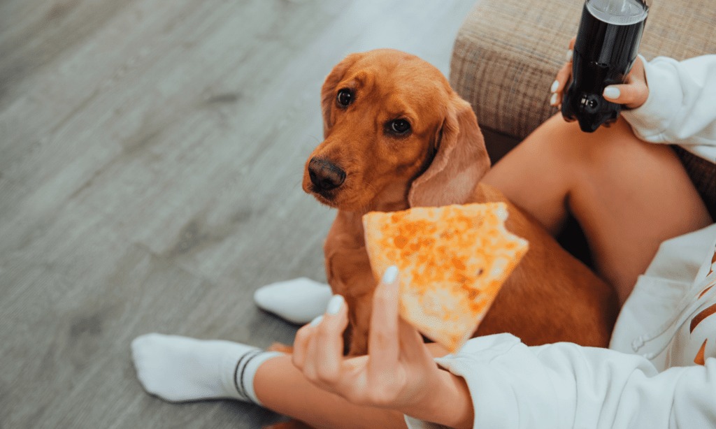 A pizza lover like no other; a dog snatches food from a man’s mouth – watch a funny video
