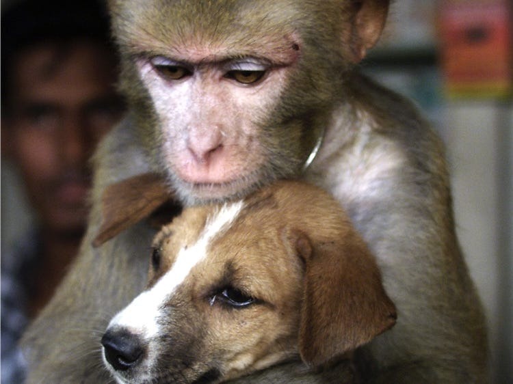 A dog helps a monkey steal chips! Watch these cute criminals pull off the best robbery of their lives