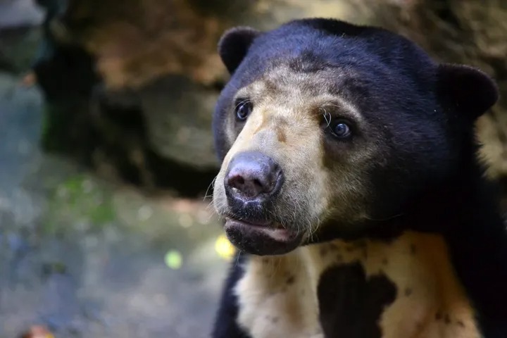 The shocking moment a woman came face-to-face with a giant bear – and she thought it was a cat