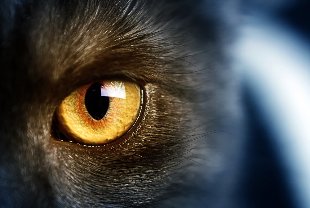 Czy psy i koty widzą duchy zmarłych ludzi? ➤ Buzzday.info
