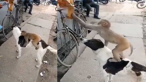 A dog helps a monkey steal chips! Watch these cute criminals pull off the best robbery of their lives