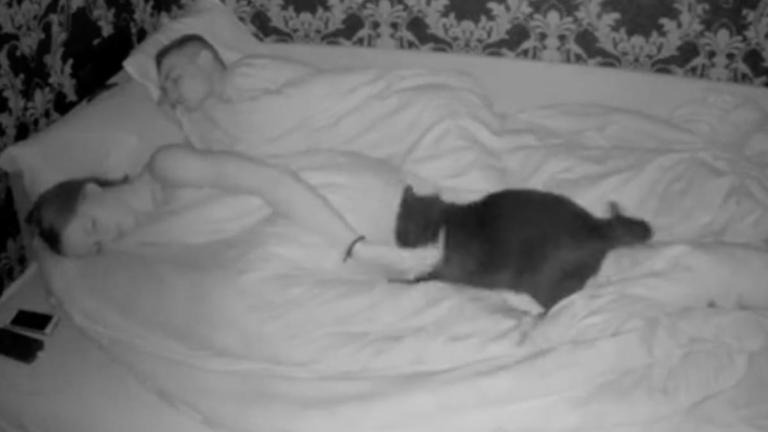 Un couple filme son chat la nuit ; le lendemain, il a la surprise de sa vie ➤ Buzzday.info