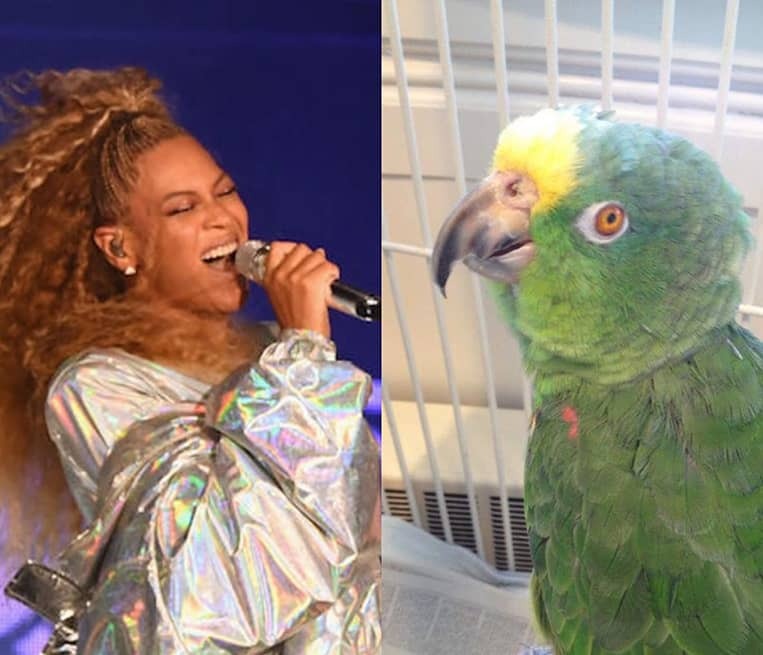 A parrot performed an amazing Beyonce song and got a huge fan audience