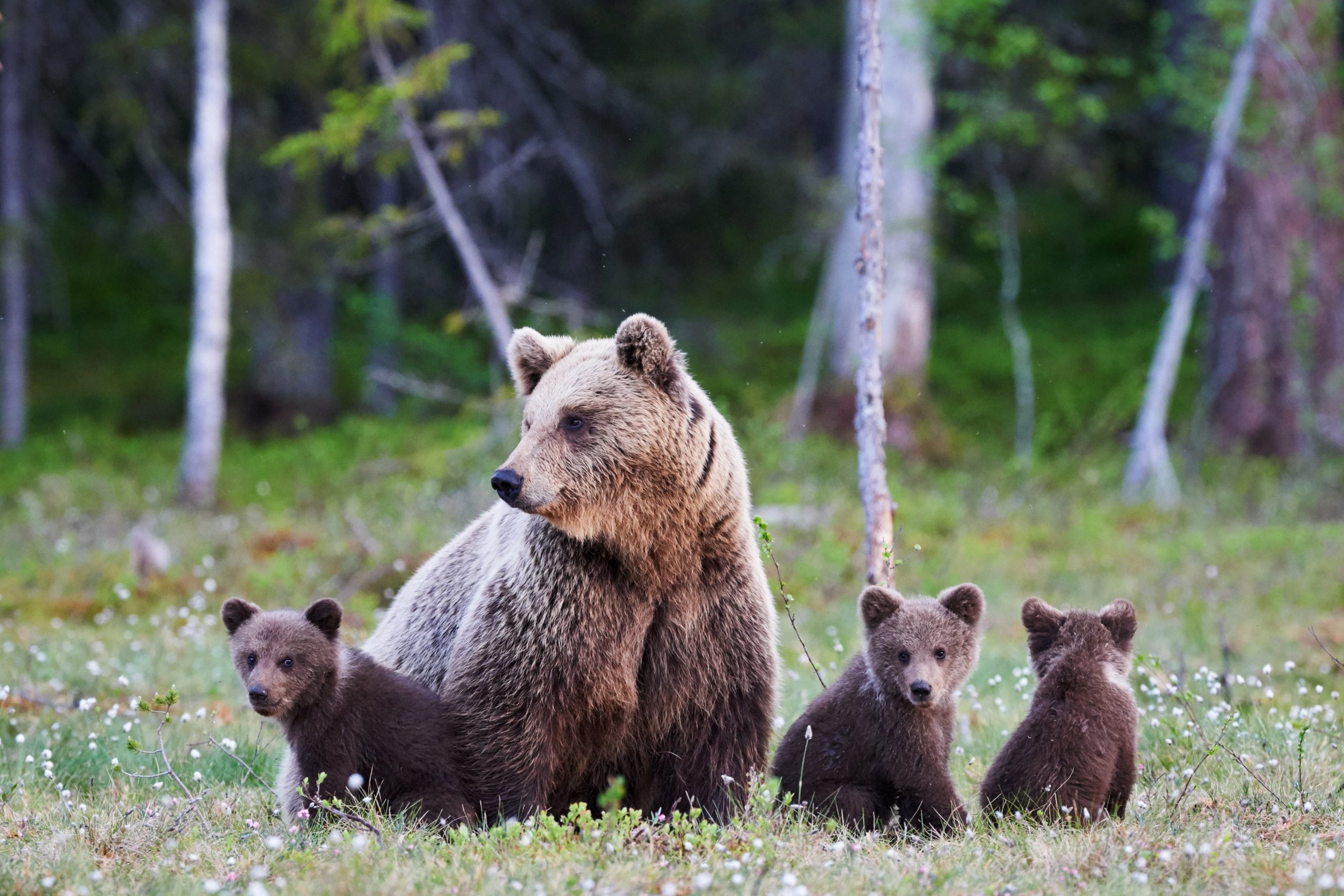 Ogni segno zodiacale è abbinato a un animale. Qual è il tuo?