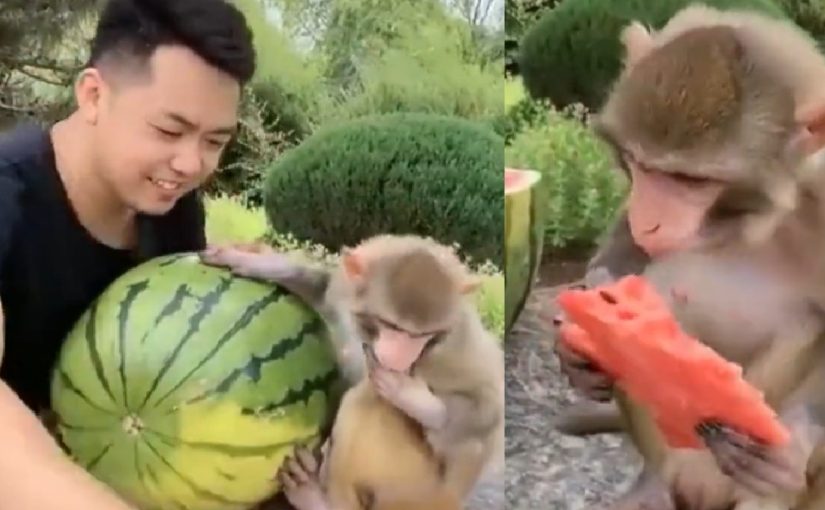 A video of a man sharing a watermelon with a monkey impresses the internet ➤ Buzzday.info