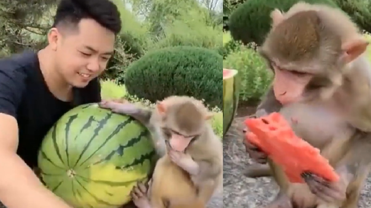 A video of a man sharing a watermelon with a monkey impresses the internet ➤ Buzzday.info