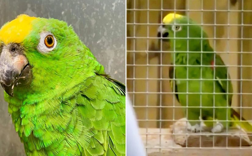 A parrot performed an amazing Beyonce song and got a huge fan audience ➤ Buzzday.info