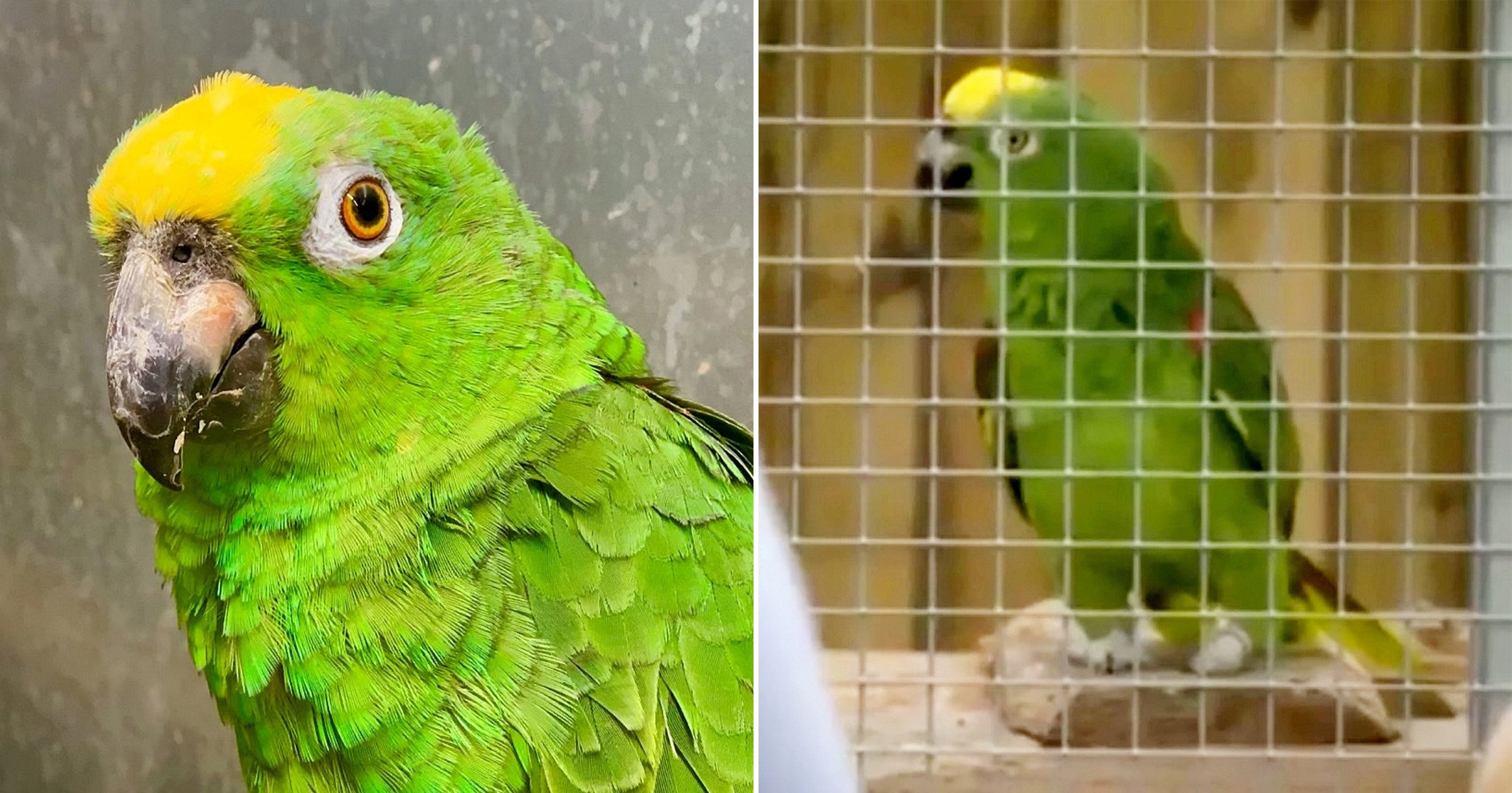 A parrot performed an amazing Beyonce song and got a huge fan audience ➤ Buzzday.info