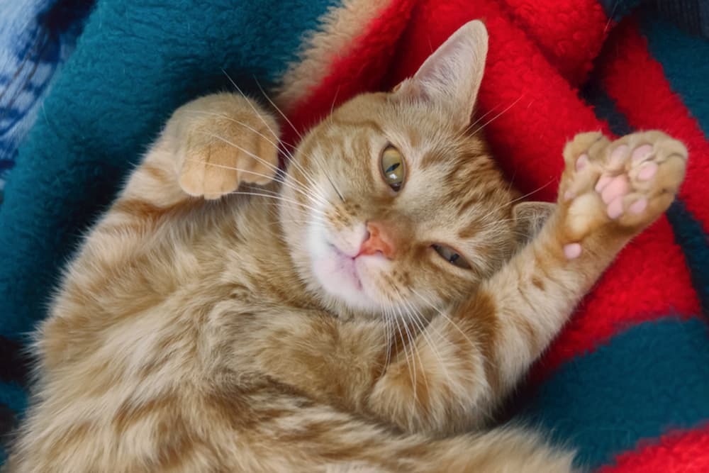 The cat can live an everyday feline life despite being born with two paws