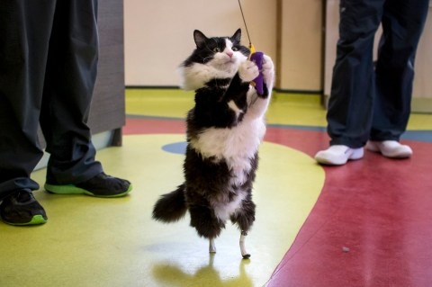 Meet Winnie the Pooh, the rescue cat who just got new paws and is now unstoppable ➤ Buzzday.info