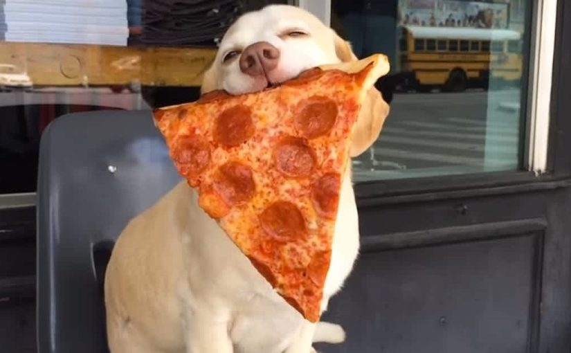 A pizza lover like no other; a dog snatches food from a man’s mouth – watch a funny video ➤ Buzzday.info