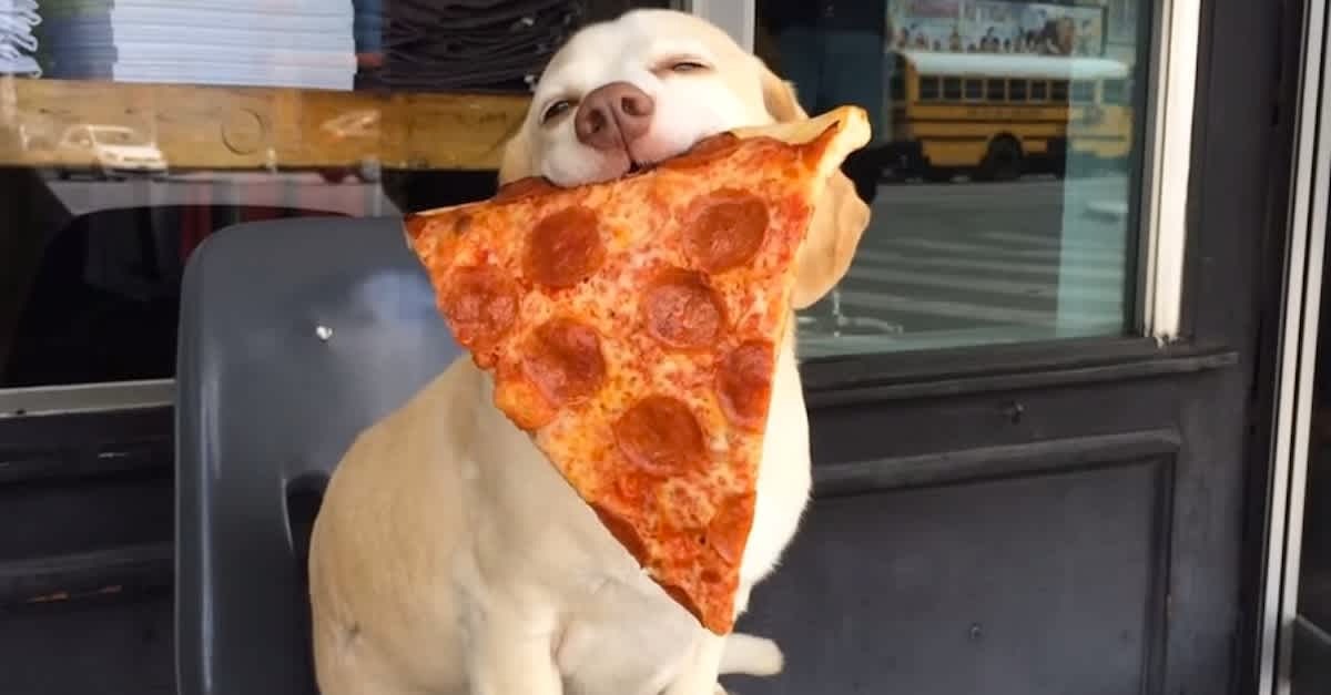 A pizza lover like no other; a dog snatches food from a man’s mouth – watch a funny video ➤ Buzzday.info