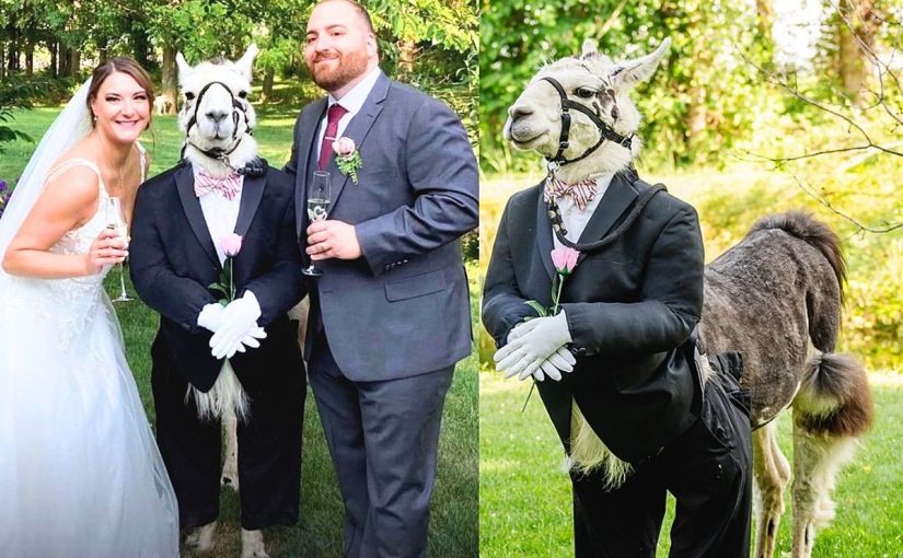 Exclusive: Llama dressed up as Groomsman Delights Guests at a New York wedding ➤ Buzzday.info