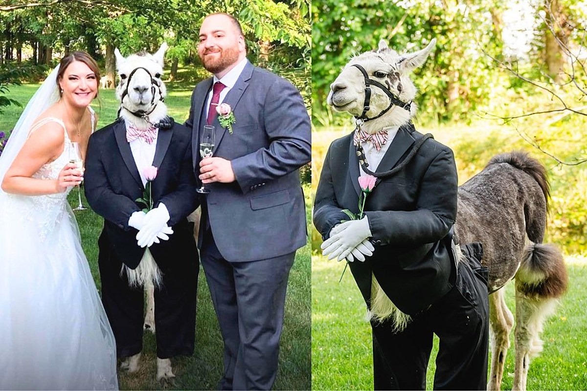 Exclusive: Llama dressed up as Groomsman Delights Guests at a New York wedding ➤ Buzzday.info