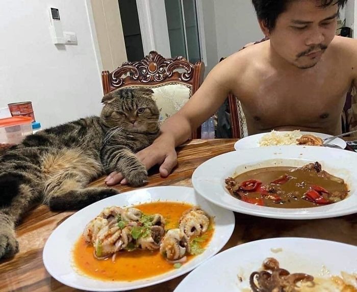 A Thai woman claims that the cat stole from her husband and has posted cute photos to prove it