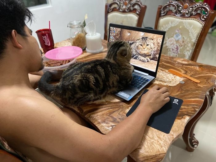 A Thai woman claims that the cat stole from her husband and has posted cute photos to prove it