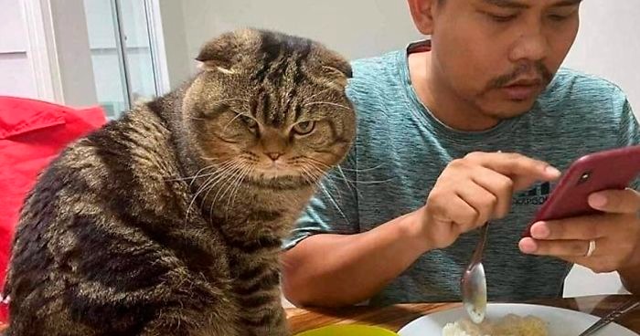 A Thai woman claims that the cat stole from her husband and has posted cute photos to prove it ➤ Buzzday.info