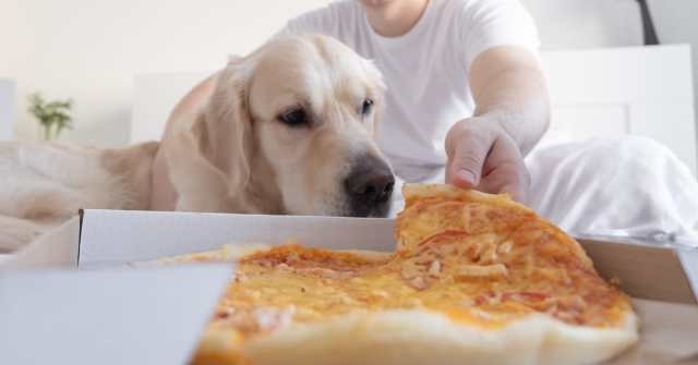 A pizza lover like no other; a dog snatches food from a man’s mouth – watch a funny video