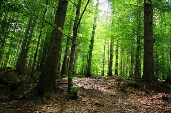 Arborele românesc se numără printre arborii periculoși. Nu stați niciodată sub el pe timp de caniculă sau când plouă