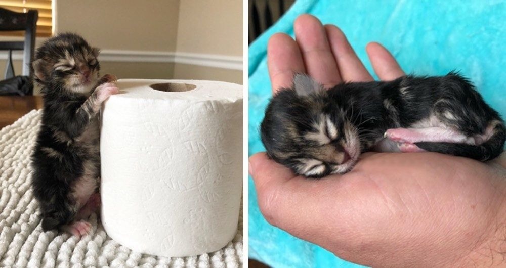 Newborn kittens miraculously survived after spending the night on the cold ground